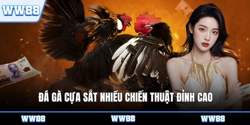 Đá gà cựa sắt nhiều chiến thuật đỉnh cao