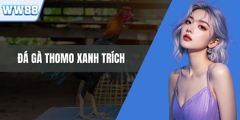 Đá gà Thomo xanh trích