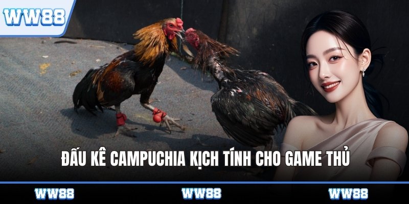 Đấu kê Campuchia kịch tính cho game thủ