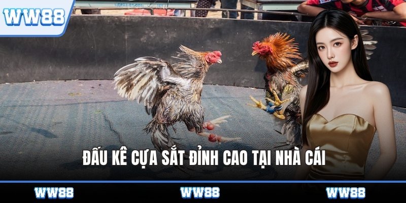 Đấu kê cựa sắt đỉnh cao tại nhà cái