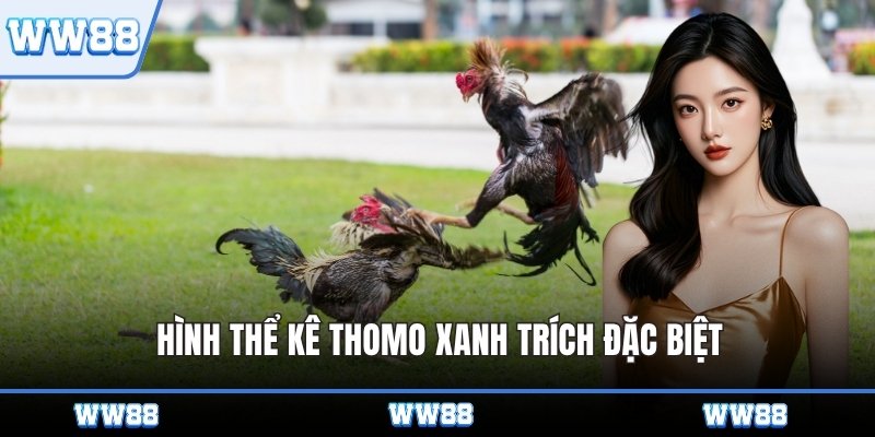 Hình thể kê Thomo xanh trích đặc biệt