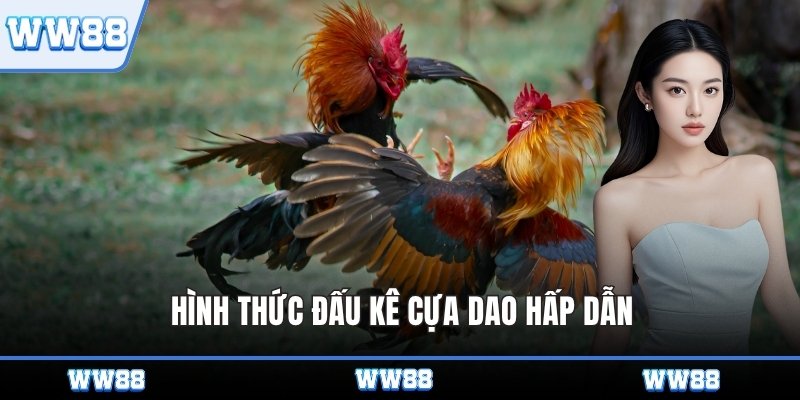 Hình thức đấu kê cựa dao hấp dẫn