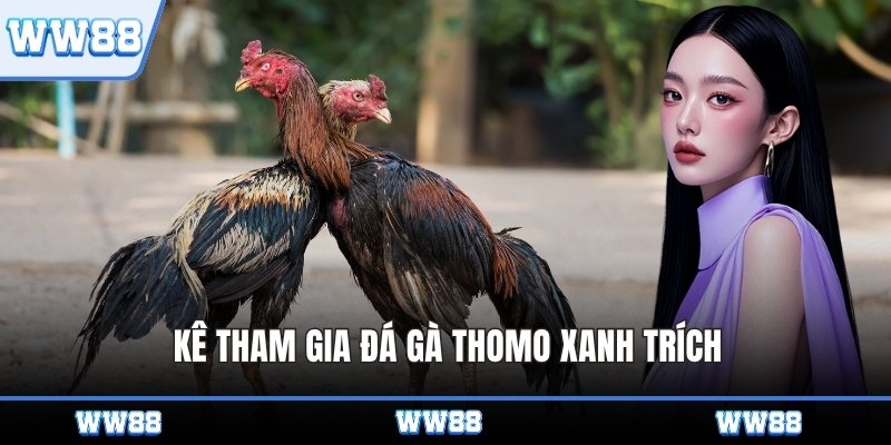 Kê tham gia đá gà Thomo xanh trích